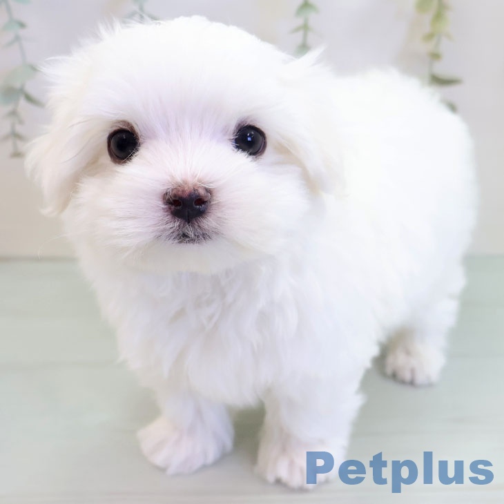 長崎県のマルチーズ (ペットプラス 長崎店/2025年9月11日生まれ/男の子/ホワイト)の子犬の1枚目の画像