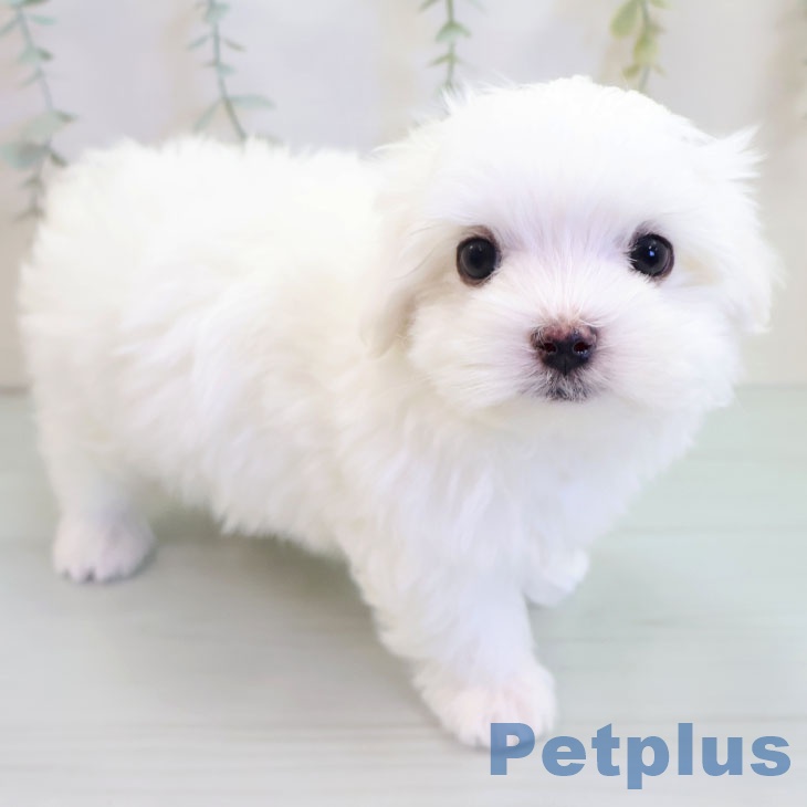 長崎県のマルチーズ (ペットプラス 長崎店/2025年9月11日生まれ/男の子/ホワイト)の子犬の2枚目の画像