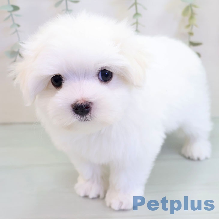 福岡県のマルチーズ (ペットプラス 八幡東店/2025年9月11日生まれ/女の子/ホワイト)の子犬の1枚目の画像