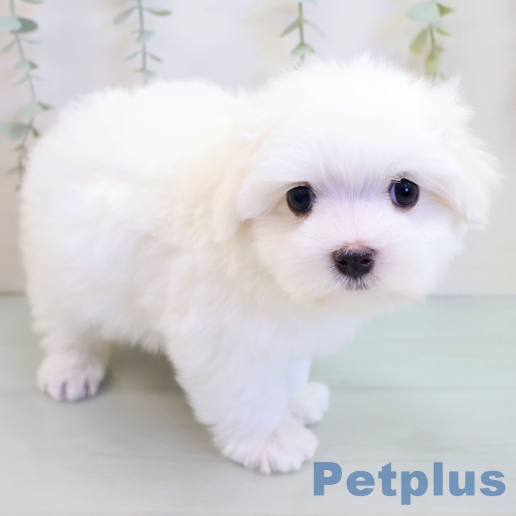 福岡県のマルチーズ (ペットプラス 八幡東店/2025年9月11日生まれ/女の子/ホワイト)の子犬の2枚目の画像