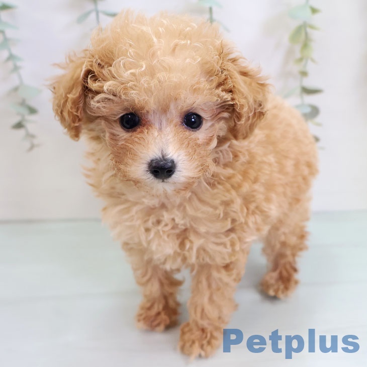 福岡県のトイプードル(トイ) (ペットプラス 黒崎店/2025年9月4日生まれ/女の子/アプリコット)の子犬の1枚目の画像