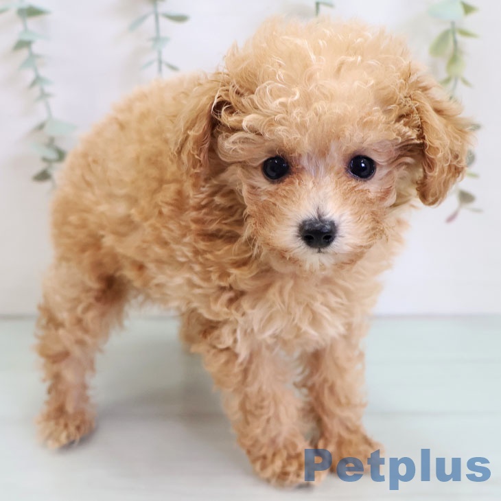 福岡県のトイプードル(トイ) (ペットプラス 黒崎店/2025年9月4日生まれ/女の子/アプリコット)の子犬の2枚目の画像
