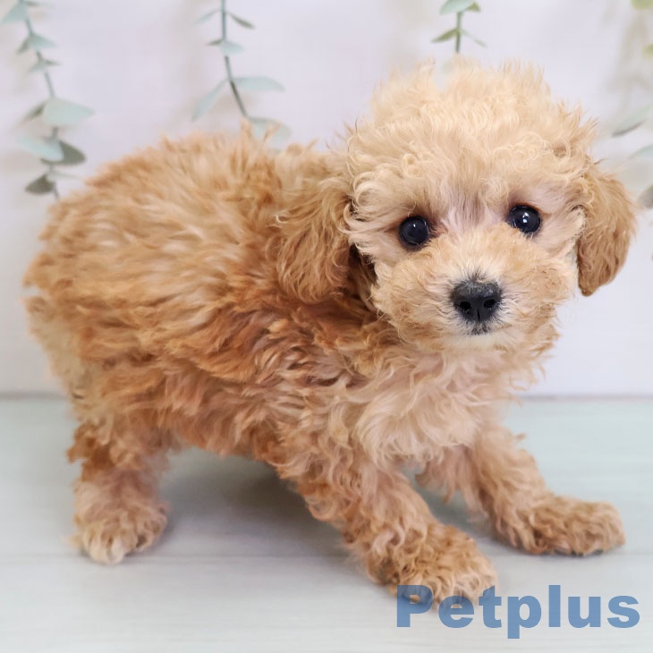 福岡県のトイプードル(トイ) (ペットプラス 八幡東店/2025年9月4日生まれ/女の子/アプリコット)の子犬の2枚目の画像