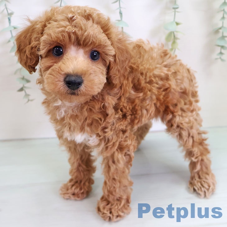 福岡県のトイプードル(トイ) (ペットプラス 春日店/2025年9月10日生まれ/男の子/レッド)の子犬の1枚目の画像