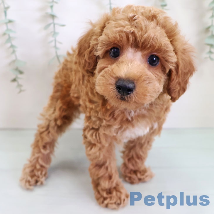 福岡県のトイプードル(トイ) (ペットプラス 春日店/2025年9月10日生まれ/男の子/レッド)の子犬の2枚目の画像