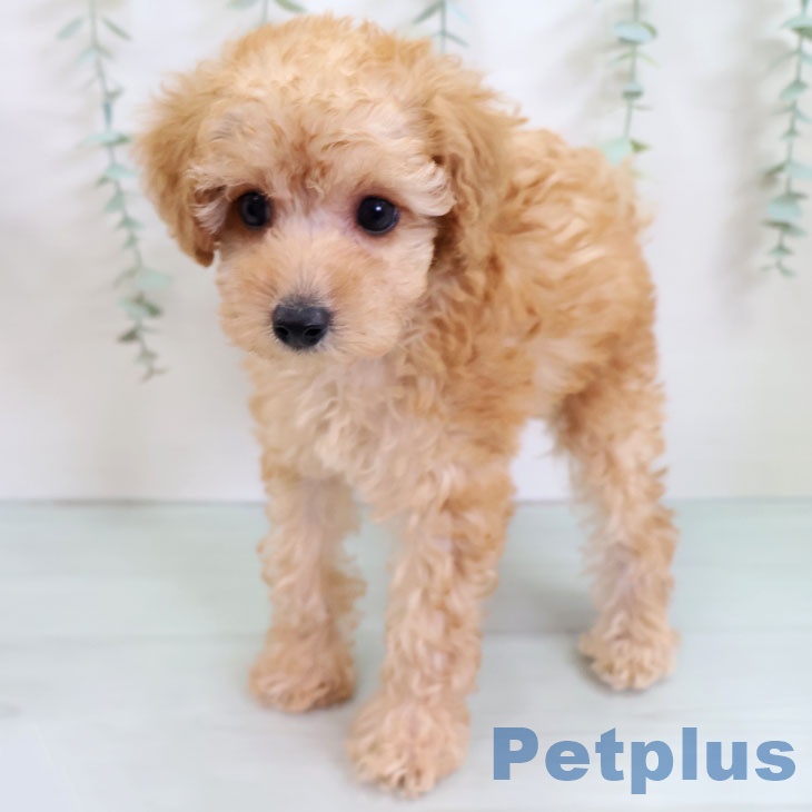 トイ・プードルの写真2