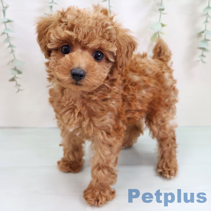 福岡県のトイプードル(トイ) (ペットプラス MARK IS 福岡ももち店/2025年9月10日生まれ/男の子/レッド)の子犬の1枚目の画像