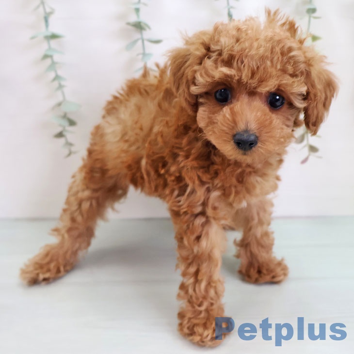 福岡県のトイプードル(トイ) (ペットプラス MARK IS 福岡ももち店/2025年9月10日生まれ/男の子/レッド)の子犬の2枚目の画像