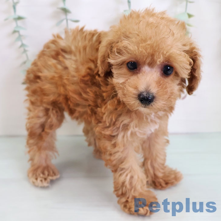 福岡県のトイプードル(トイ) (ペットプラス ららぽーと福岡店/2025年9月10日生まれ/女の子/アプリコット)の子犬の1枚目の画像