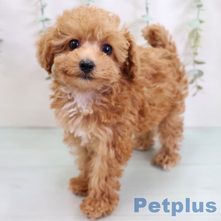福岡県のトイプードル(トイ) (ペットプラス ららぽーと福岡店/2025年9月10日生まれ/女の子/アプリコット)の子犬の2枚目の画像