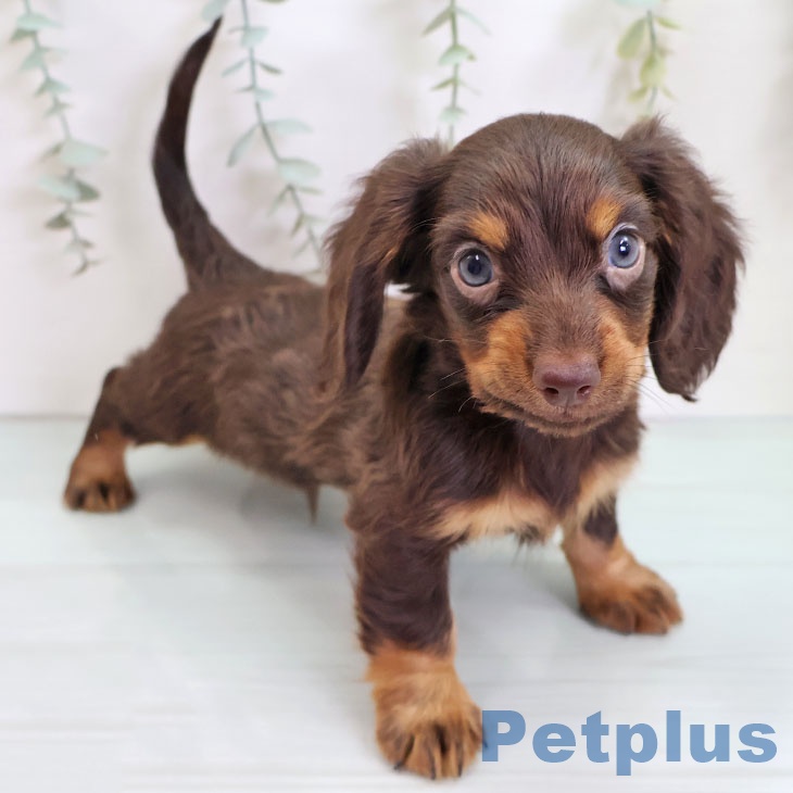 カニーンヘン・ダックスフンド