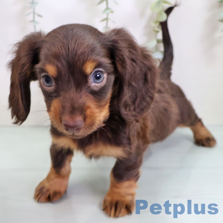 カニーンヘン・ダックスフンド