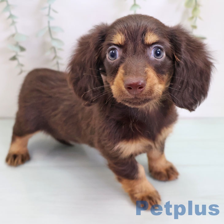 福岡県のカニンヘンダックスフンド(ロング) (ペットプラス MARK IS 福岡ももち店/2025年9月9日生まれ/女の子/チョコレートタン)の子犬の1枚目の画像