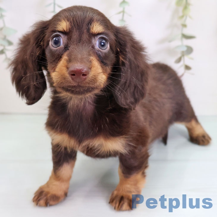 福岡県のカニンヘンダックスフンド(ロング) (ペットプラス MARK IS 福岡ももち店/2025年9月9日生まれ/女の子/チョコレートタン)の子犬の2枚目の画像