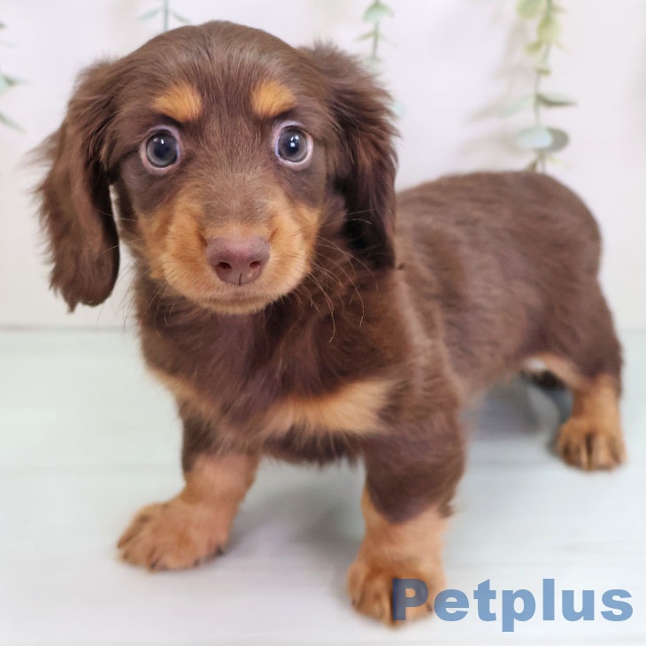 カニーンヘン・ダックスフンド