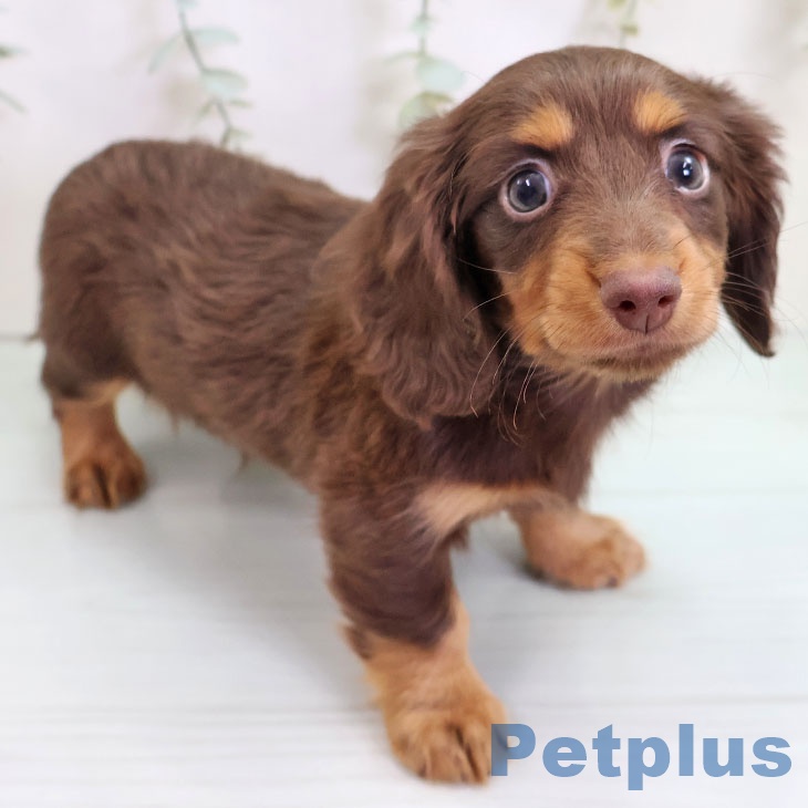 カニーンヘン・ダックスフンド