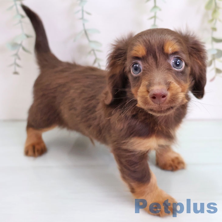 福岡県のカニンヘンダックスフンド(ロング) (ペットプラス 福岡伊都店/2025年9月11日生まれ/男の子/チョコレートタン)の子犬の1枚目の画像
