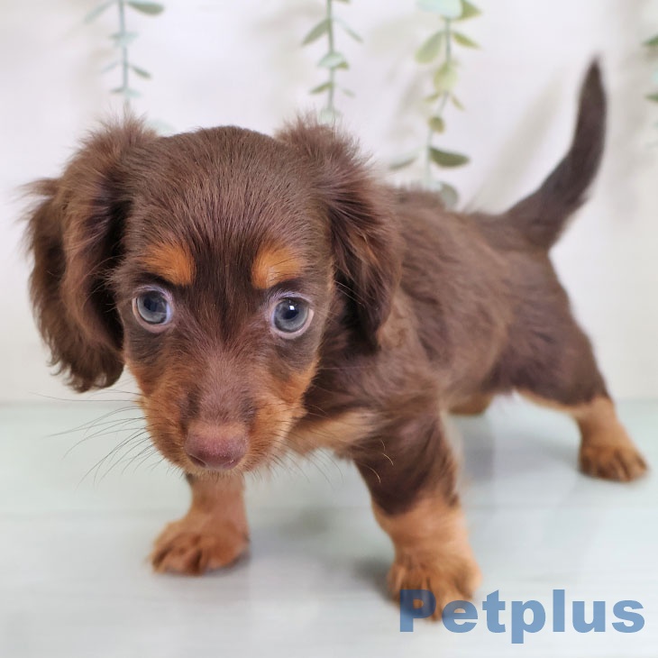 福岡県のカニンヘンダックスフンド(ロング) (ペットプラス 福岡伊都店/2025年9月11日生まれ/男の子/チョコレートタン)の子犬の2枚目の画像