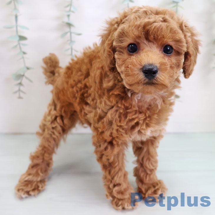 長崎県のトイプードル(トイ) (ペットプラス 長崎店/2025年9月10日生まれ/女の子/レッド)の子犬の1枚目の画像