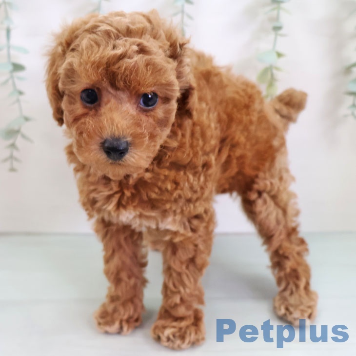 長崎県のトイプードル(トイ) (ペットプラス 長崎店/2025年9月10日生まれ/女の子/レッド)の子犬の2枚目の画像