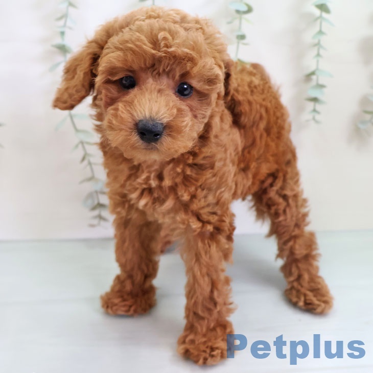 福岡県のトイプードル(トイ) (ペットプラス 小倉南店/2025年9月10日生まれ/女の子/レッド)の子犬の1枚目の画像