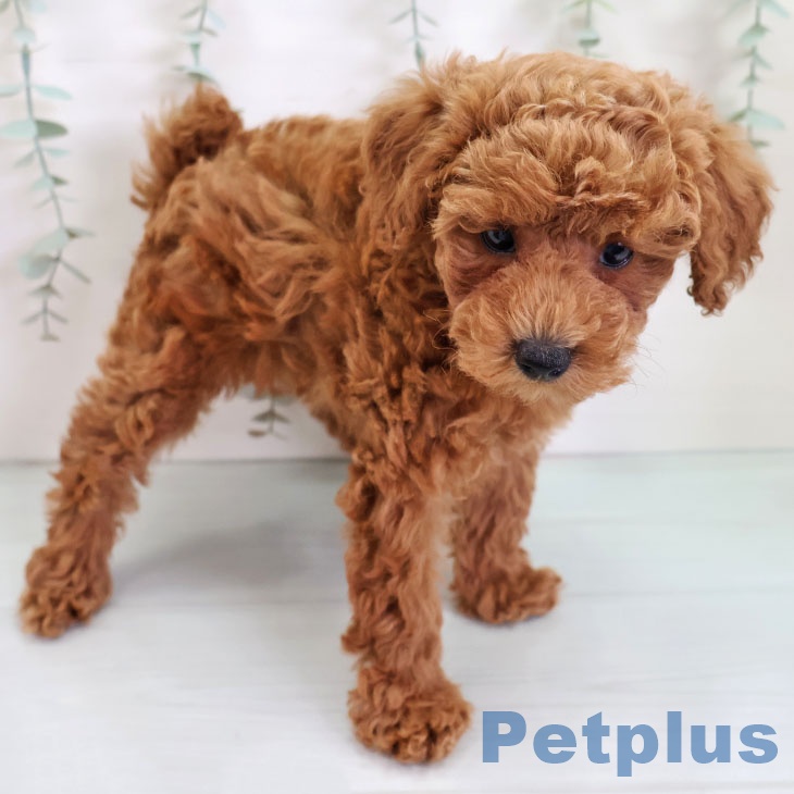 福岡県のトイプードル(トイ) (ペットプラス 小倉南店/2025年9月10日生まれ/女の子/レッド)の子犬の2枚目の画像