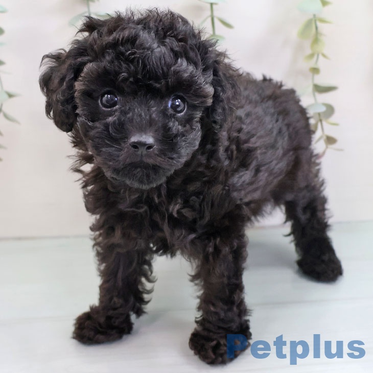 福岡県のトイプードル(トイ) (ペットプラス 八幡東店/2025年9月4日生まれ/女の子/ブラック)の子犬の1枚目の画像