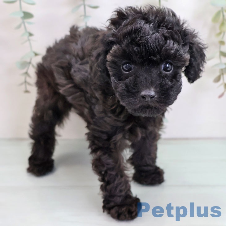 福岡県のトイプードル(トイ) (ペットプラス 八幡東店/2025年9月4日生まれ/女の子/ブラック)の子犬の2枚目の画像