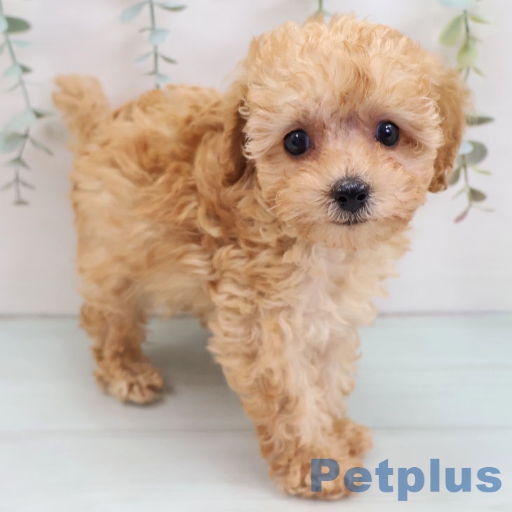 福岡県のトイプードル(トイ) (ペットプラス 八幡東店/2025年9月11日生まれ/女の子/アプリコット)の子犬の1枚目の画像