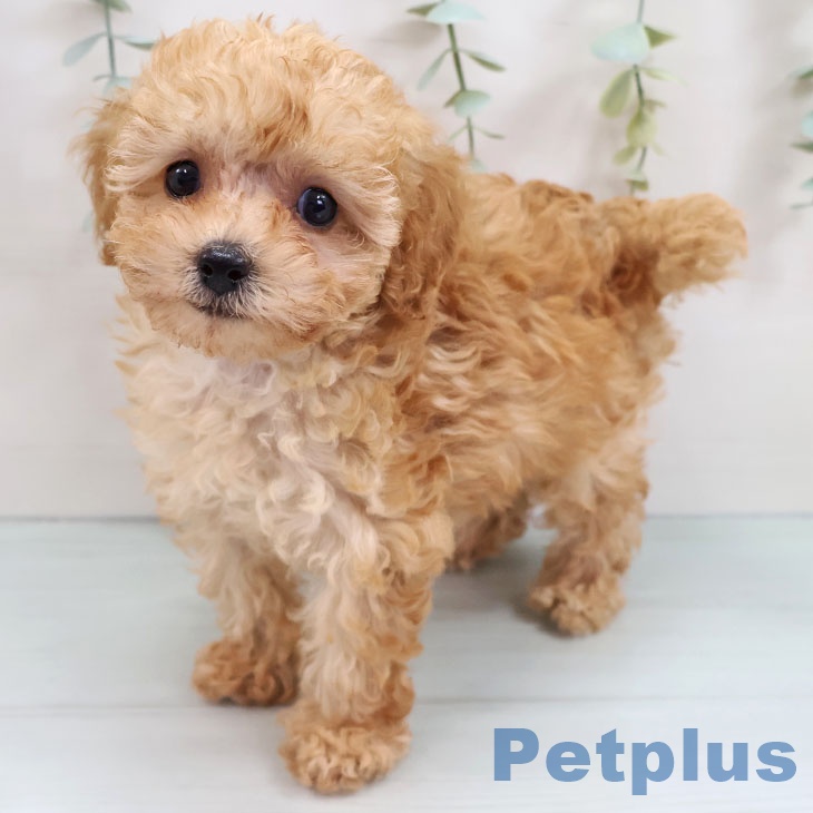福岡県のトイプードル(トイ) (ペットプラス 八幡東店/2025年9月11日生まれ/女の子/アプリコット)の子犬の2枚目の画像