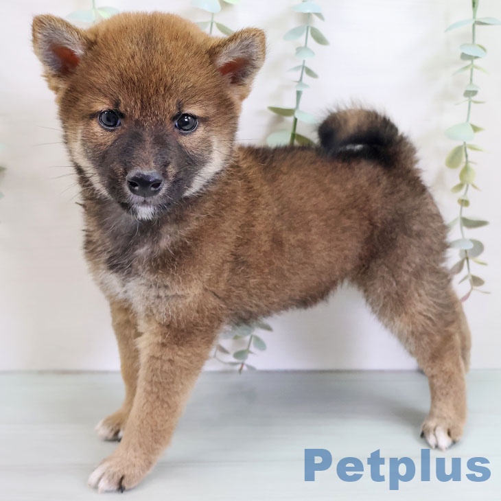 沖縄県の柴犬(標準サイズ) (ペットプラス 沖縄ライカム店/2025年9月9日生まれ/男の子/赤)の子犬の1枚目の画像