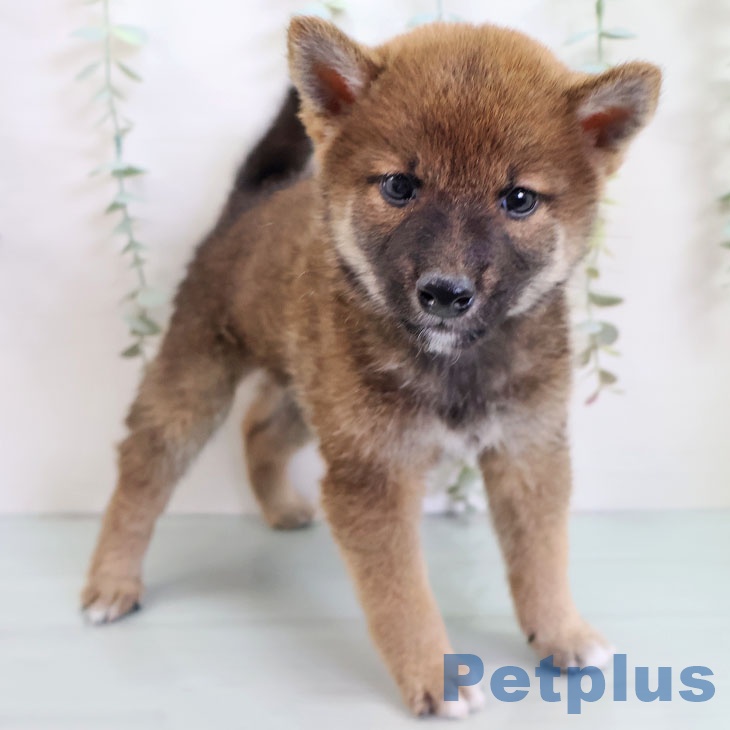 沖縄県の柴犬(標準サイズ) (ペットプラス 沖縄ライカム店/2025年9月9日生まれ/男の子/赤)の子犬の2枚目の画像