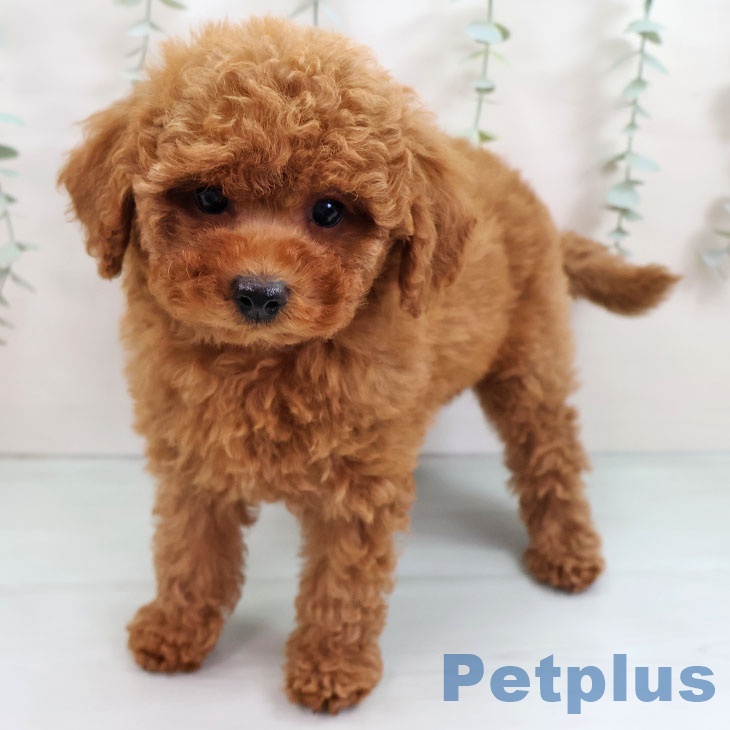 福岡県のトイプードル(トイ) (ペットプラス 香椎浜店/2025年9月12日生まれ/女の子/レッド)の子犬の1枚目の画像