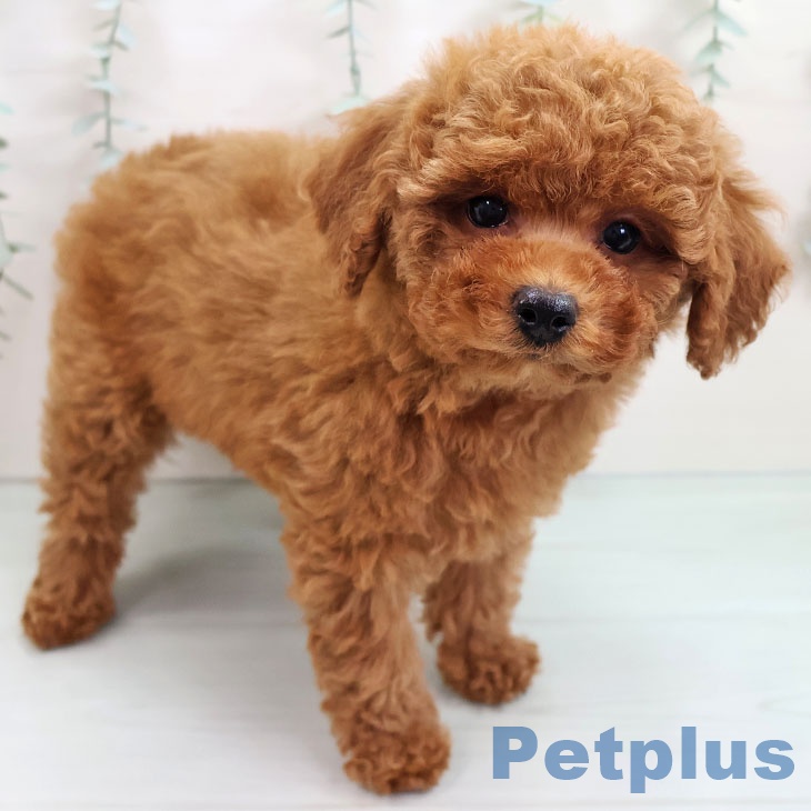 福岡県のトイプードル(トイ) (ペットプラス 香椎浜店/2025年9月12日生まれ/女の子/レッド)の子犬の2枚目の画像