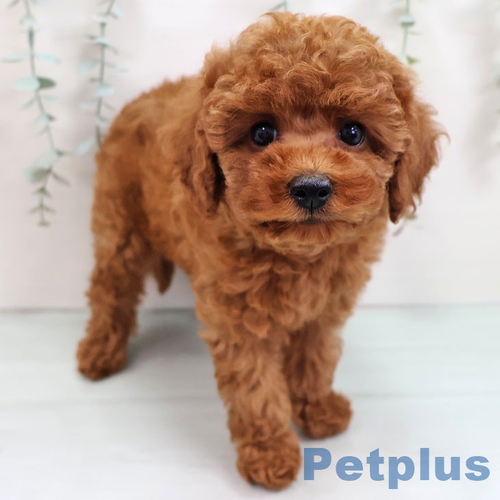 福岡県のトイプードル(トイ) (ペットプラス ららぽーと福岡店/2025年9月12日生まれ/女の子/レッド)の子犬の1枚目の画像
