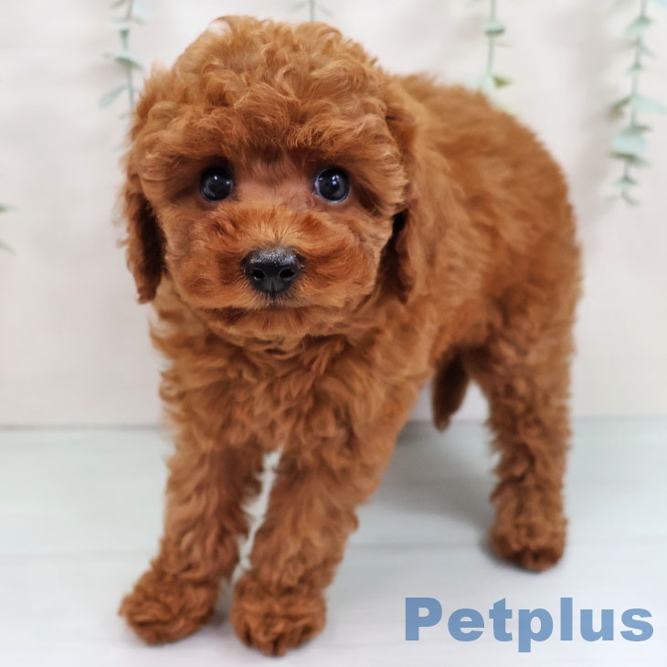 福岡県のトイプードル(トイ) (ペットプラス ららぽーと福岡店/2025年9月12日生まれ/女の子/レッド)の子犬の2枚目の画像