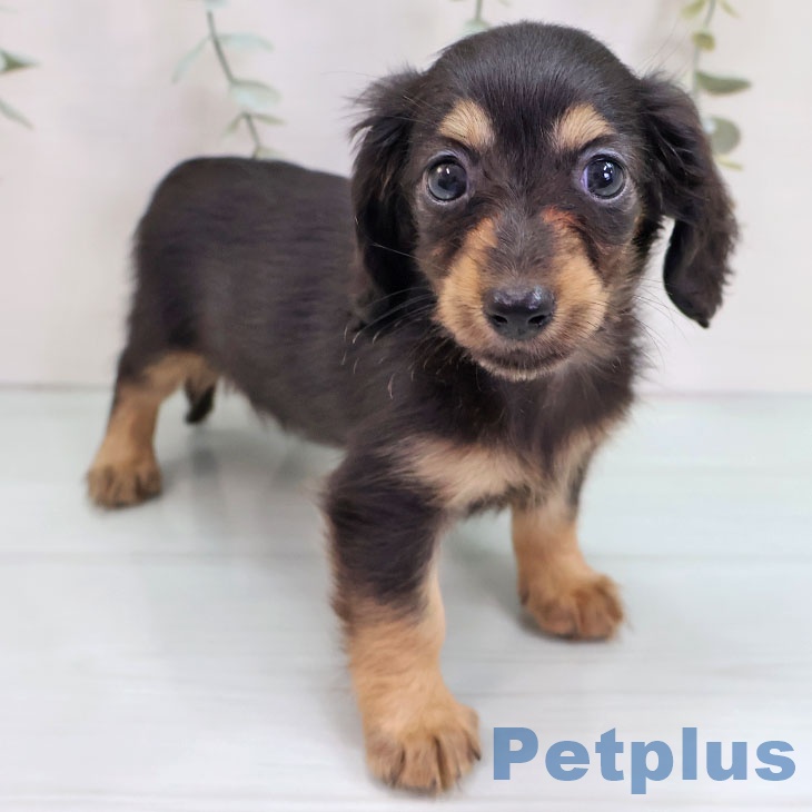 カニーンヘン・ダックスフンド