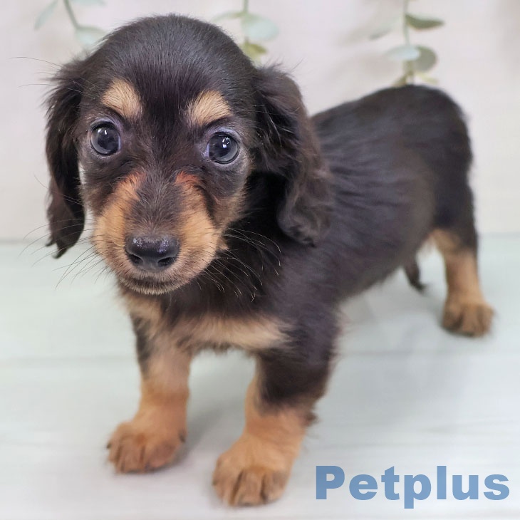 カニーンヘン・ダックスフンドの写真2