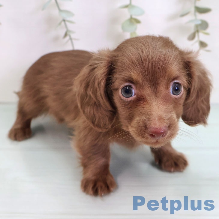 カニーンヘン・ダックスフンド