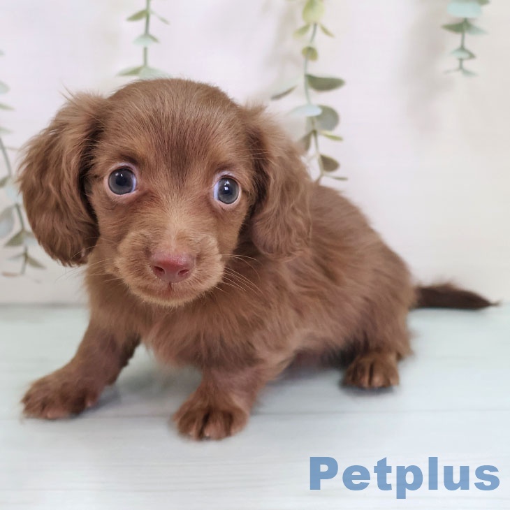 カニーンヘン・ダックスフンド