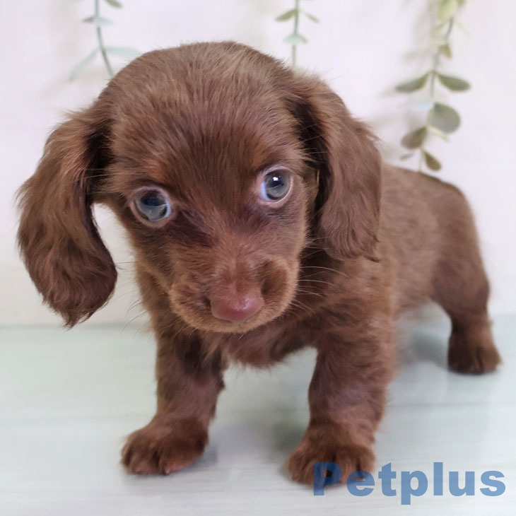 カニーンヘン・ダックスフンド