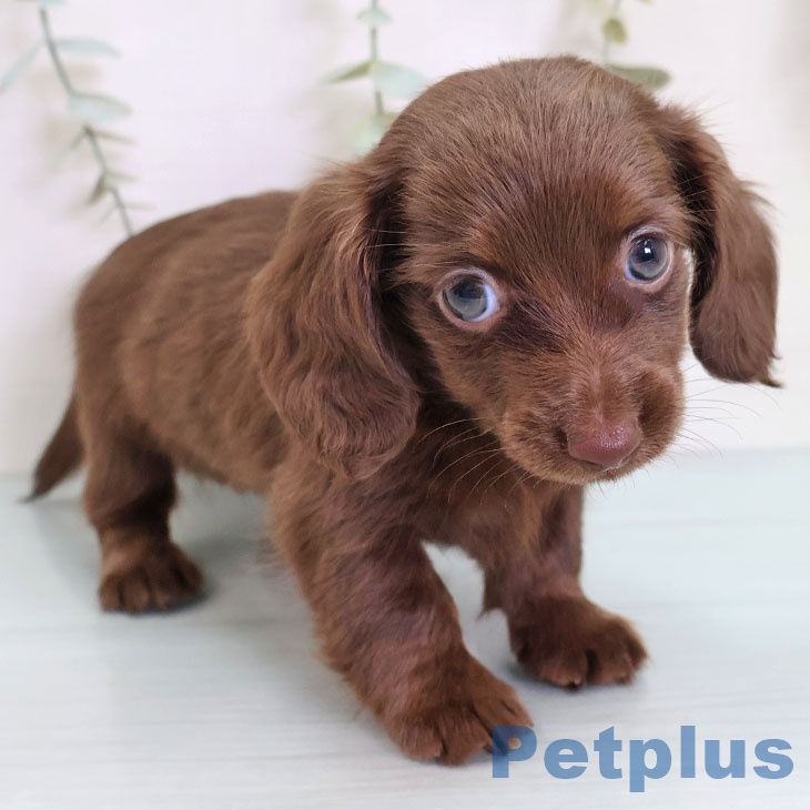 カニーンヘン・ダックスフンド