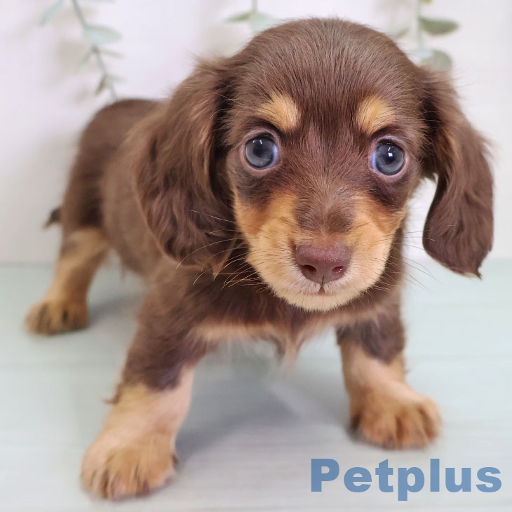 埼玉県のカニンヘンダックスフンド(ロング) (ペットプラス 上尾店/2025年9月9日生まれ/男の子/チョコレートタン)の子犬の1枚目の画像