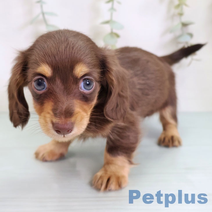 埼玉県のカニンヘンダックスフンド(ロング) (ペットプラス 上尾店/2025年9月9日生まれ/男の子/チョコレートタン)の子犬の2枚目の画像