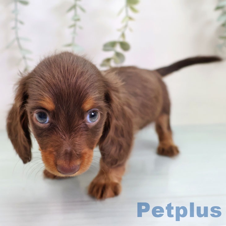 カニーンヘン・ダックスフンド