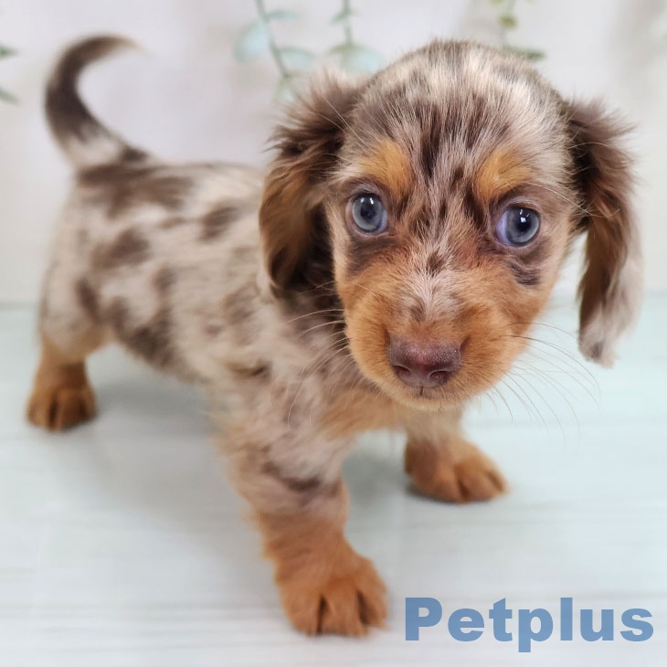 カニーンヘン・ダックスフンド