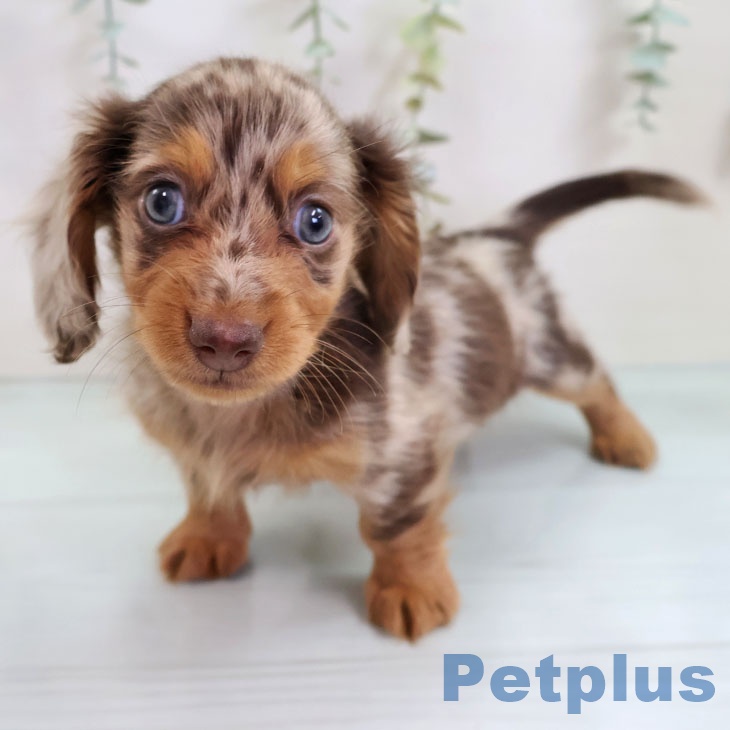 カニーンヘン・ダックスフンド