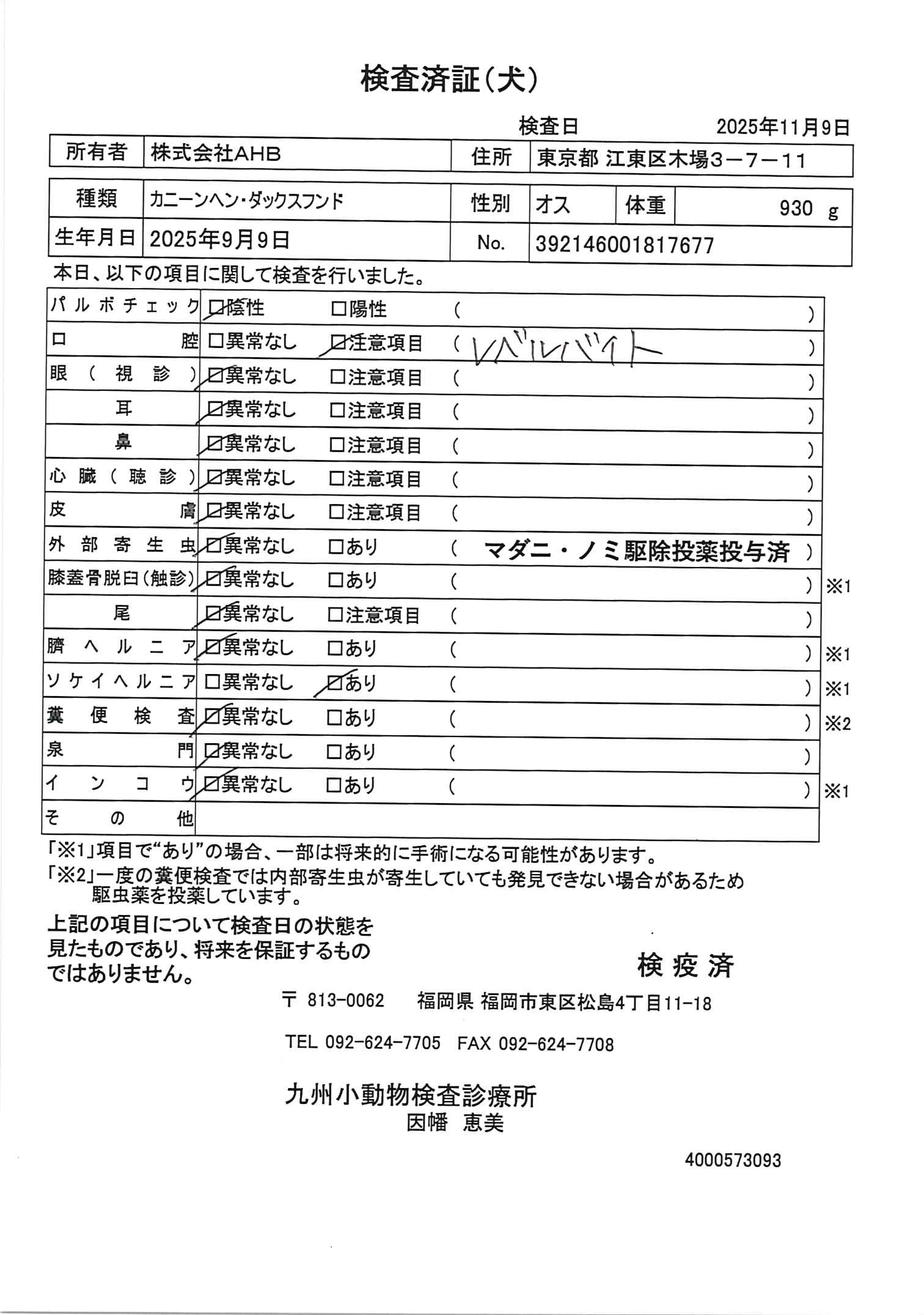 カニーンヘン・ダックスフンド