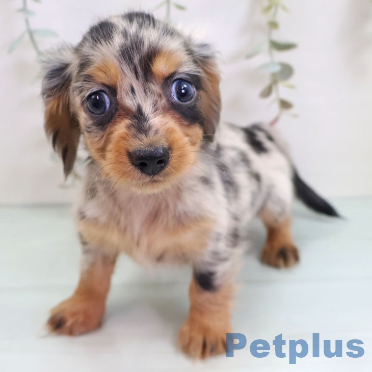 カニーンヘン・ダックスフンド