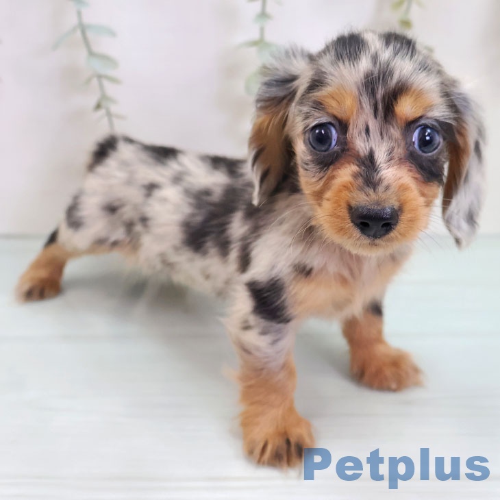 福岡県のカニンヘンダックスフンド(ロング) (ペットプラス MARK IS 福岡ももち店/2025年9月9日生まれ/女の子/シルバーダップル)の子犬の2枚目の画像